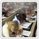 Lavorare in Provincia