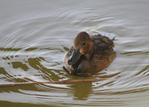 La moretta tabaccata (Aythya nyroca) è un'anatra piuttosto rara tutelata dalla Direttiva europea 2009/147 CE, detta "Direttiva Uccelli", specie obiettivo in uno dei progetti approvati.