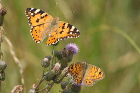 Il mantenimento di radure, oltre a conservare specie floristiche rare, assicura il sostentamento di molte forme di vita, come queste farfalle