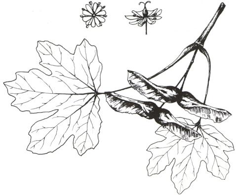 Disegno dell'essenza