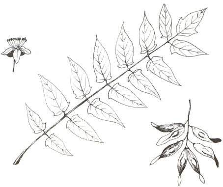 Disegno dell'essenza