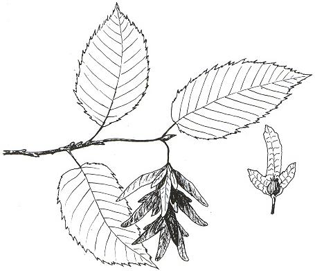 Disegno dell'essenza