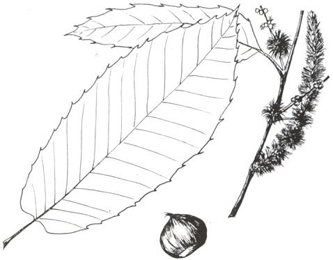 Disegno dell'essenza