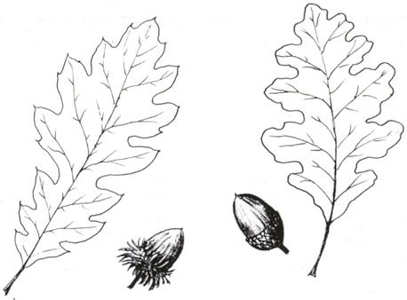 Disegno dell'essenza