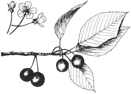 Disegno dell'essenza