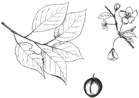 Disegno dell'essenza