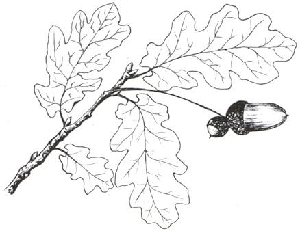 Disegno dell'essenza