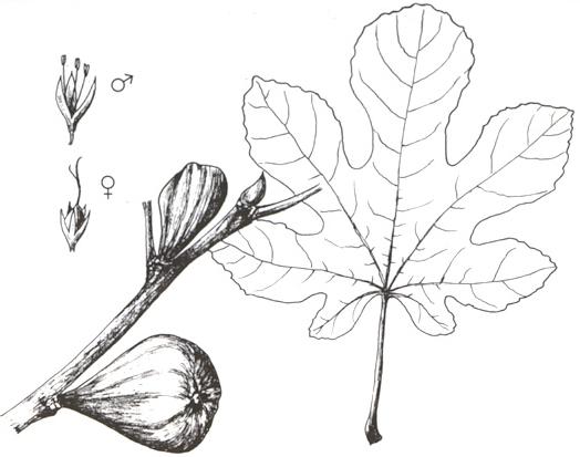 Disegno dell'essenza