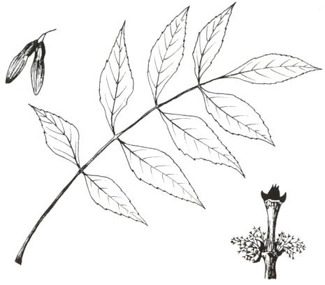 Disegno dell'essenza
