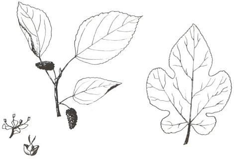 Disegno dell'essenza