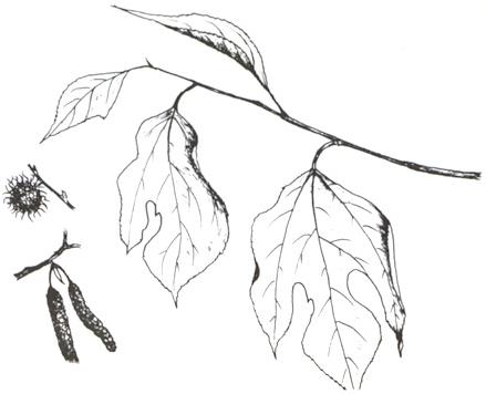 Disegno dell'essenza
