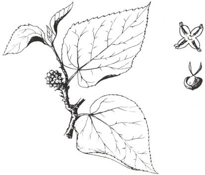 Disegno dell'essenza