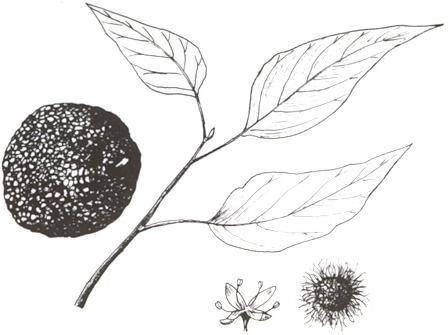 Disegno dell'essenza