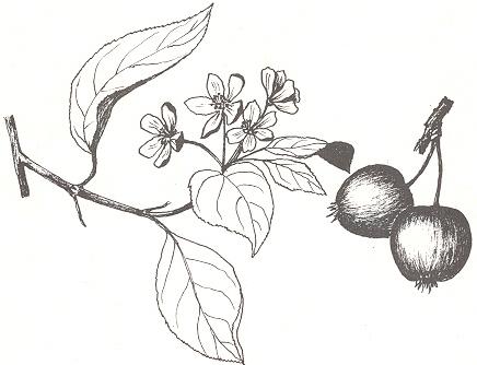 Disegno dell'essenza