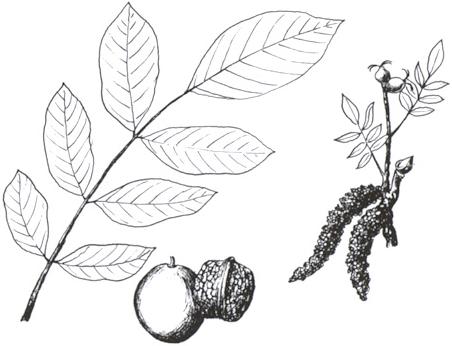 Disegno dell'essenza