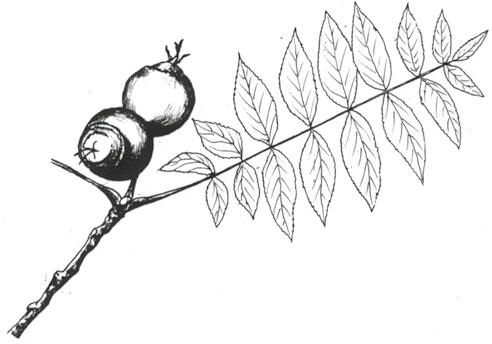 Disegno dell'essenza