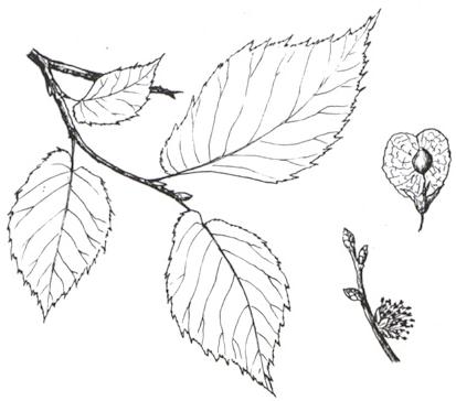 Disegno dell'essenza