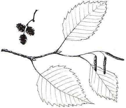 Disegno dell'essenza