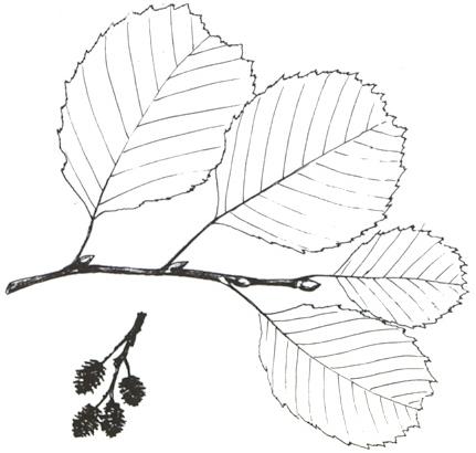 Disegno dell'essenza