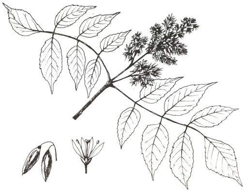 Disegno dell'essenza