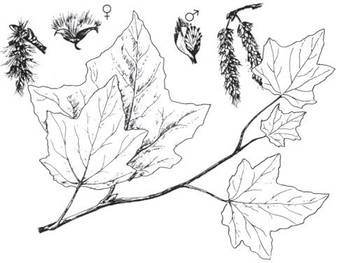Disegno dell'essenza
