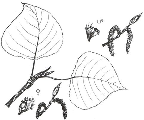 Disegno dell'essenza