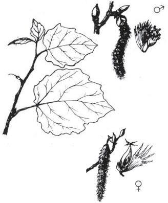 Disegno dell'essenza