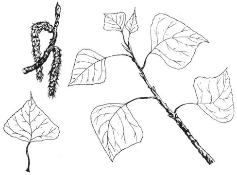 Disegno dell'essenza