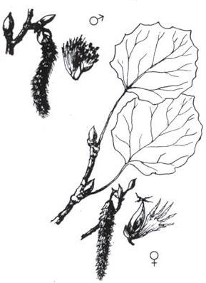 Disegno dell'essenza