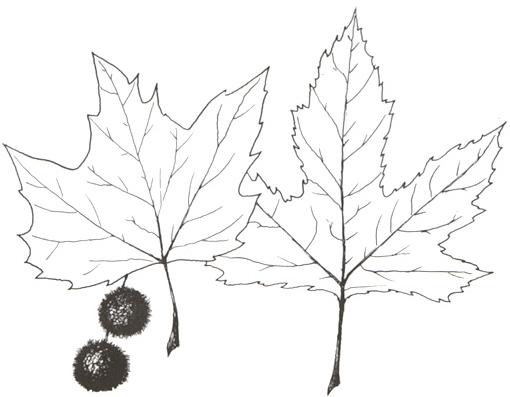 Disegno dell'essenza
