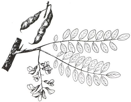 Disegno dell'essenza