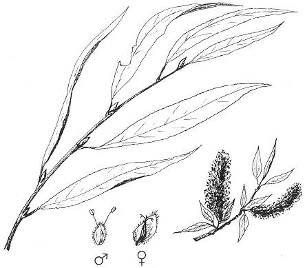 Disegno dell'essenza