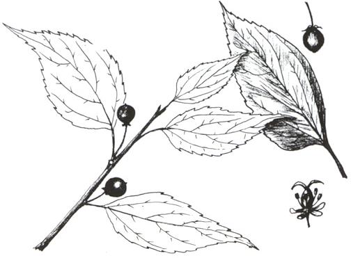 Disegno dell'essenza