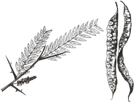 Disegno dell'essenza