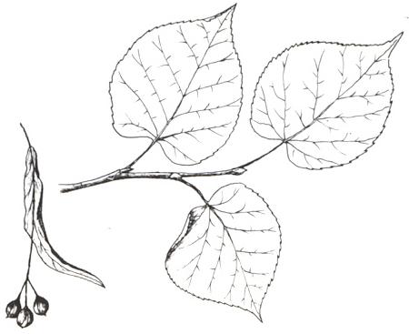 Disegno dell'essenza