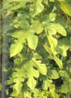 Foto di un particolare dell'essenza; cliccando si espande (916KB)