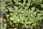 Foto di un particolare dell'essenza; cliccando si espande (547KB)