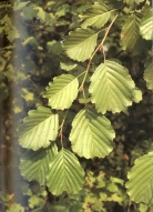 Foto di un particolare dell'essenza; cliccando si espande (835KB)