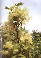 Foto di un particolare dell'essenza; cliccando si espande (817KB)