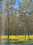 Foto di un particolare dell'essenza; cliccando si espande (1254KB)