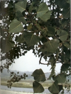 Foto di un particolare dell'essenza; cliccando si espande (793KB)