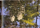 Foto di un particolare dell'essenza; cliccando si espande (555KB)