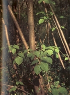 Foto di un particolare dell'essenza; cliccando si espande (958KB)