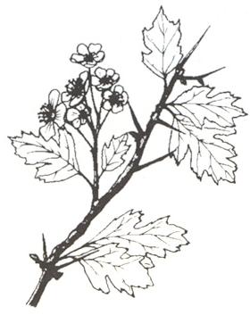 Disegno dell'essenza