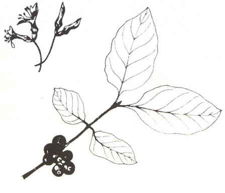 Disegno dell'essenza