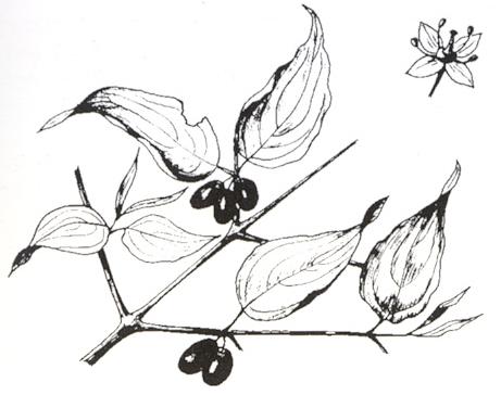 Disegno dell'essenza
