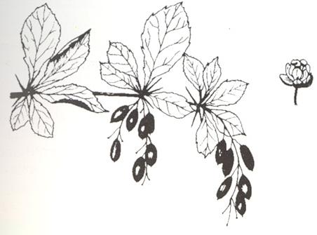 Disegno dell'essenza