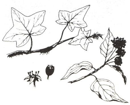 Disegno dell'essenza