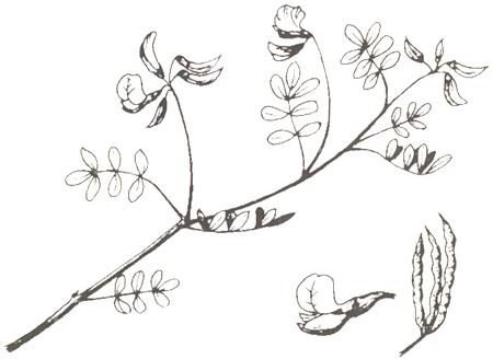 Disegno dell'essenza