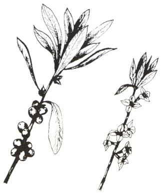 Disegno dell'essenza